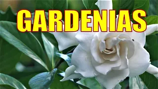 GARDENIAS | FLOWERS FOR FLORIDA YARDS |They Are in Bloom Right Now