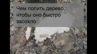 Чем полить дерево, чтобы оно быстро засохло