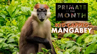 RED-CAPPED MANGABEY: PRIMATE of the MONTH