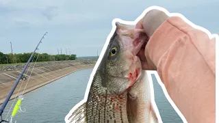 Hybrid Striped Bass | Chimney Rock Pumpback Lake | Oklahoma