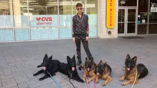 Iconic pack walk with 5 German Shepherds.