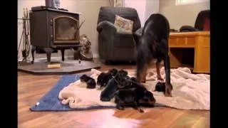 NY Dobermans - birth to new homes