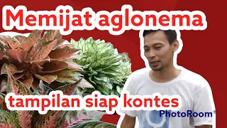 Teknik Pemotongan Aglonema  3 bagian bisa menghasilkan anakan banyak dan tingkat keberhasilan tinggi