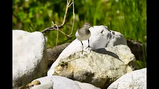 Tiere im Berchtesgadener Land, die im oder am Wasser leben.