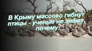 В Крыму массово гибнут птицы - ученые не знают, почему