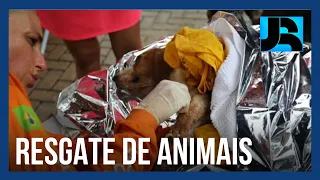 Após temporal, ao menos 60 animais são resgatados no litoral norte de SP