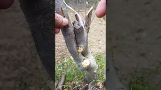 walnut grafting...... and chip budding #walnut