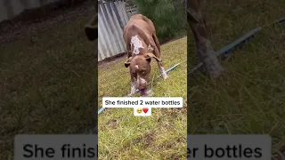 Soldiers give a starving, stray dog food and water.