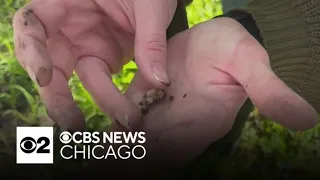 Cicada invasion to hit Illinois