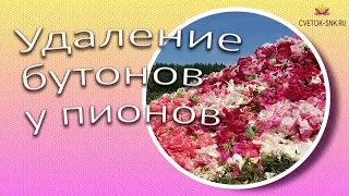 Удаление бутонов у пионов / Сад Ворошиловой