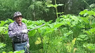 👍Как победить государственный Борщевик! Giant Hogweed