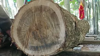 sawing acacia wood for making house doors at a sawmill