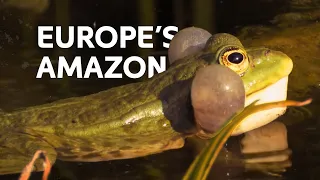 Resurrecting Unique Wildlife In Germany's Wild Amazon River | Nature Documentary