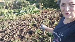 Урожай картошки под чёрным укрывным по Митлайдеру. Сибирь 2023