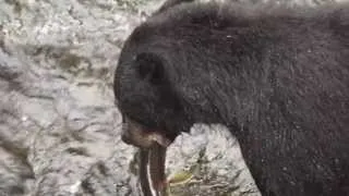 Black Bear fishing - Anan Creek, Tongass National Forest, Southeast Alaska
