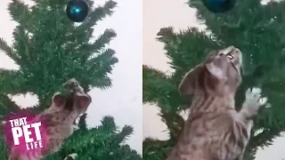 Cats vs Christmas Trees | Funny Cat Videos 2018 | That Pet Life