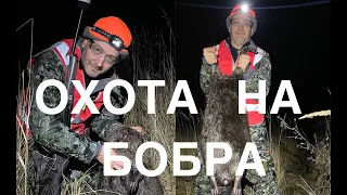 Охота на бобра