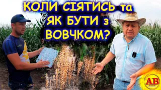 🤔ЗАРАЗИХА ПАДАЛИЦЯ ГУСТОТА ПОСІВ 15.07 ОГЛЯД СОНЯШНИКА з ЄВРОСЕМ