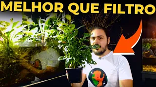 🔴10 PLANTAS QUE SÃO FILTROS NATURAIS PARA AQUÁRIOS |Mr. Betta|