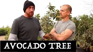 HOW TO GROW AN AVOCADO TREE IN THE DESERT | SUCCESSFULLY!
