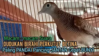 Perkutut Betina memanggil jantan Suara Macam - macam, Pancingan perkutut lokal gacor Cepat Bunyi