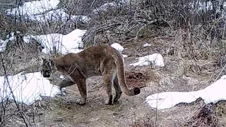 Best of North Idaho game camera compilation 2022 | cougars, elk, moose, deer!