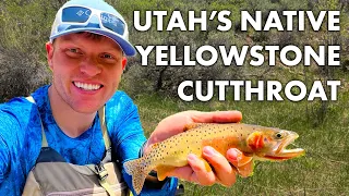 Yellowstone Cutthroat in Utah's Raft River Mountains - Native Trout Fly Fishing - Runoff Season Pt 2