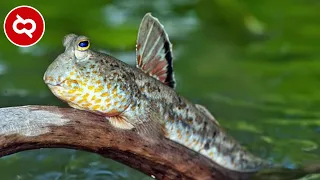 10 Ikan Ajaib ini Bisa Berjalan Dan Hidup Di Darat