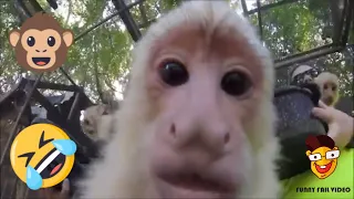 🤣 Lustige Tier Videos 🐵 Witzige Tiere zum Totlachen 🐻 lustige Tiervideos - By Funny Fail Video