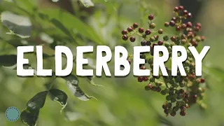 How to Grow ~ Elderberry (Sambucus)