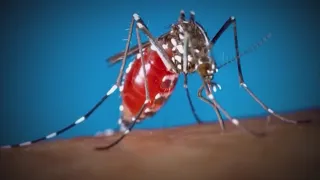 Best ways to protect yourself from mosquitoes