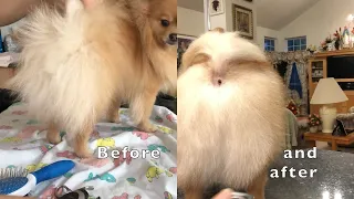 How to groom a Pomeranian dog's tail at home - step by step