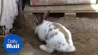 Heroic rabbit digs a tiny stuck kitten out of trouble!