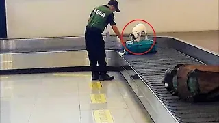 At the airport, the dog was bursting with barking, smelling something in the suitcase. When people o