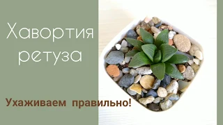 🌵 #СУККУЛЕНТЫ ДЛЯ НОВИЧКОВ. #Хавортия ретуза. Как за ней ухаживать?