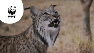 Wat een baan! Antonio beschermt lynxen