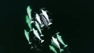 Belugas adopt wayward narwhal in Canadian waters