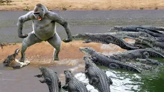 Mother Gorilla Too Late To Rescue His Baby From Crocodile - Warthog Escape Crocodile Hunting
