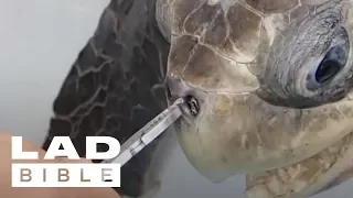 Trash Isles: Turtle Gets Plastic Straw Removed From Its Nose By Rescuers | @LADbible
