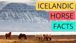 Icelandic Horses | Everything You Need to Know ft. Gudmar of Hestaland