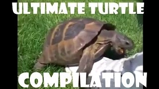 Turtle Has Sex With A Shoe Remix - Compilation