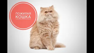 Пожилая кошка