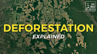 What is Deforestation? | Eco Facts | One Tree Planted