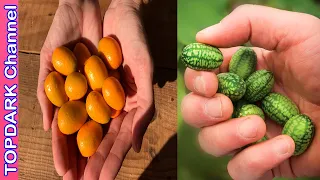 10  Frutas increíblemente pequeñas