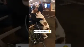 Dog cries of happiness meeting his owner at the airport. #reunion #dogsareloyal #doglover #dog