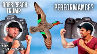 Which Is The BEST Wildlife Camera? | Canon R6 Mark II vs R7 | What About The R8?