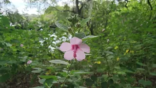 Nature walk along the river.