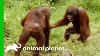 Orangutans Fight For Dominance While Leader Hamlet Is Trapped | Orangutan Island