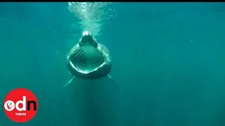 Smile, You’re on SharkCam! Huge Elusive Sharks’ Secrets to be Unveiled