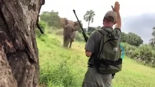 Safari guide stopping a charging elephant with his hand